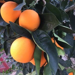 Meet your Posher, Peter